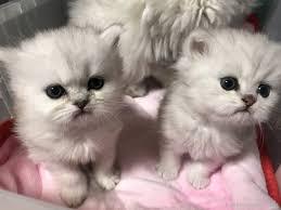 【可愛い】チンチラ猫ちゃんの画像を貼るトピ【美しい】