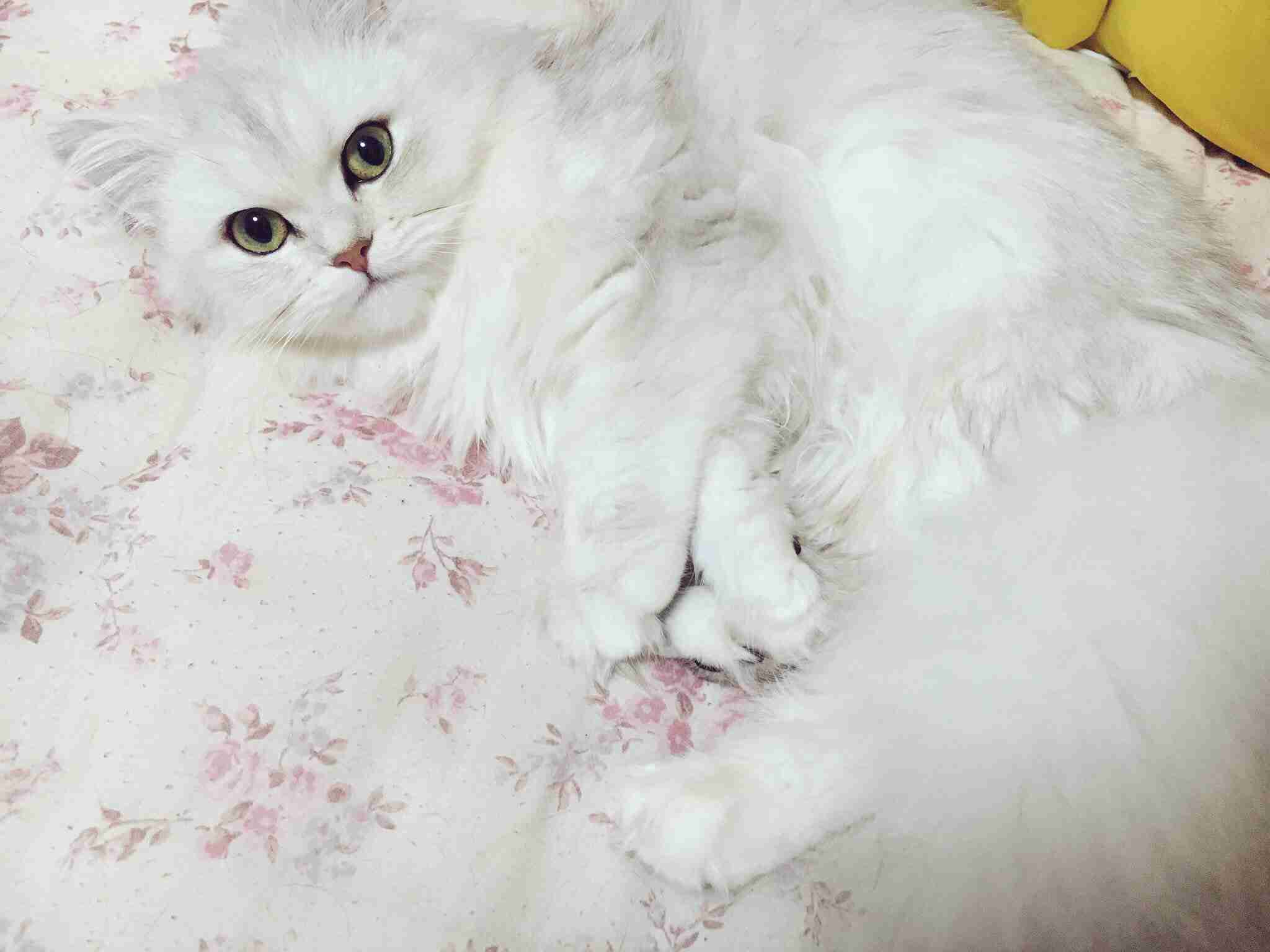 【可愛い】チンチラ猫ちゃんの画像を貼るトピ【美しい】