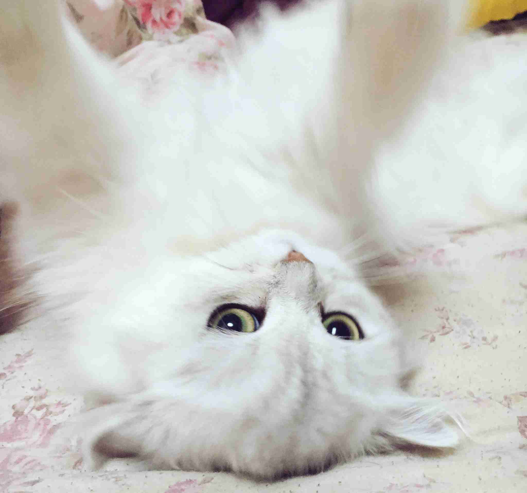 【可愛い】チンチラ猫ちゃんの画像を貼るトピ【美しい】