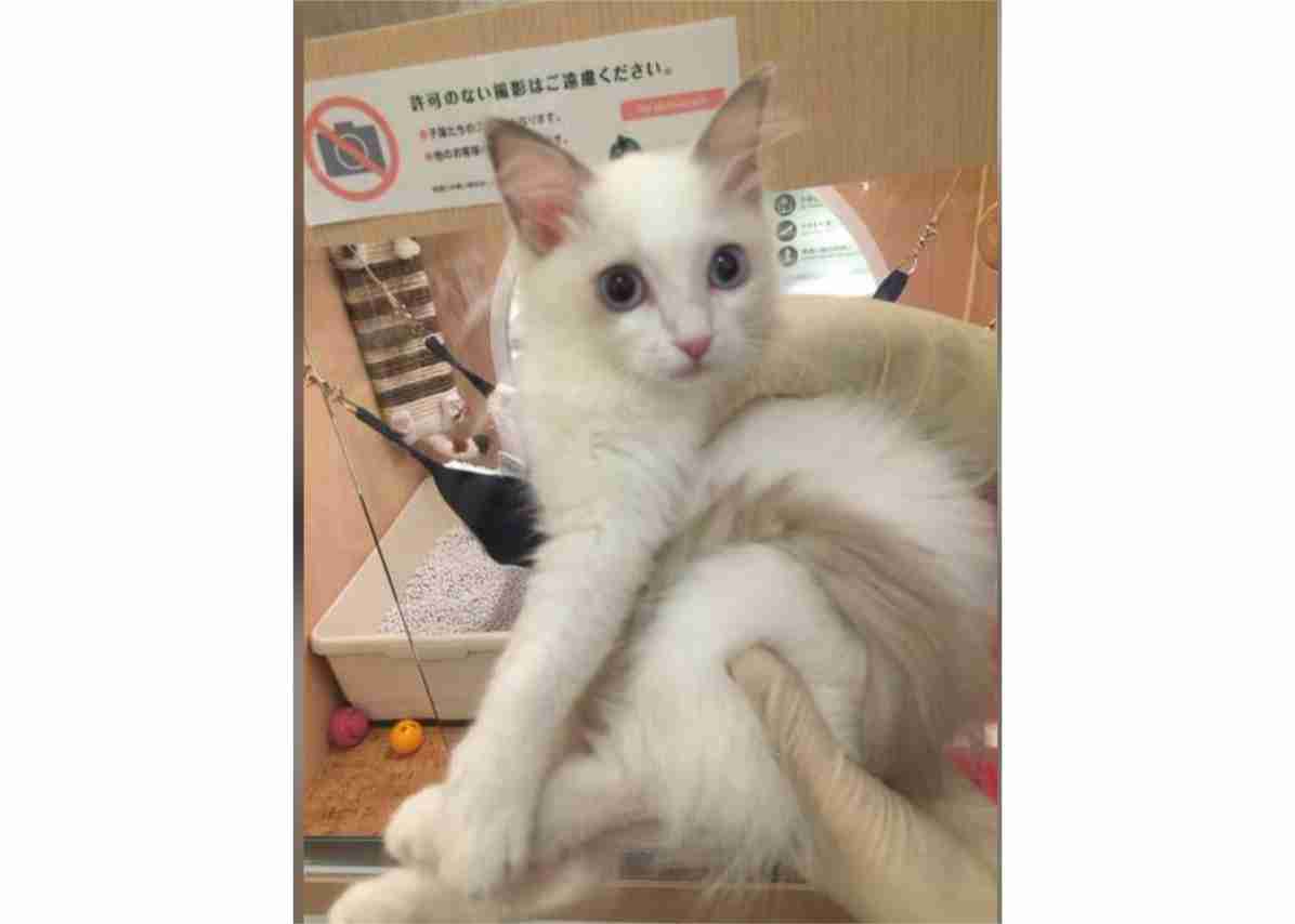 【可愛い】チンチラ猫ちゃんの画像を貼るトピ【美しい】