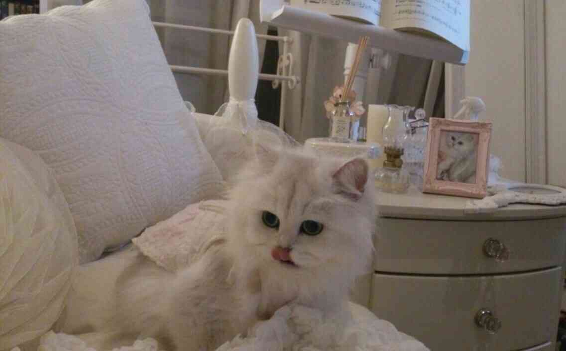【可愛い】チンチラ猫ちゃんの画像を貼るトピ【美しい】