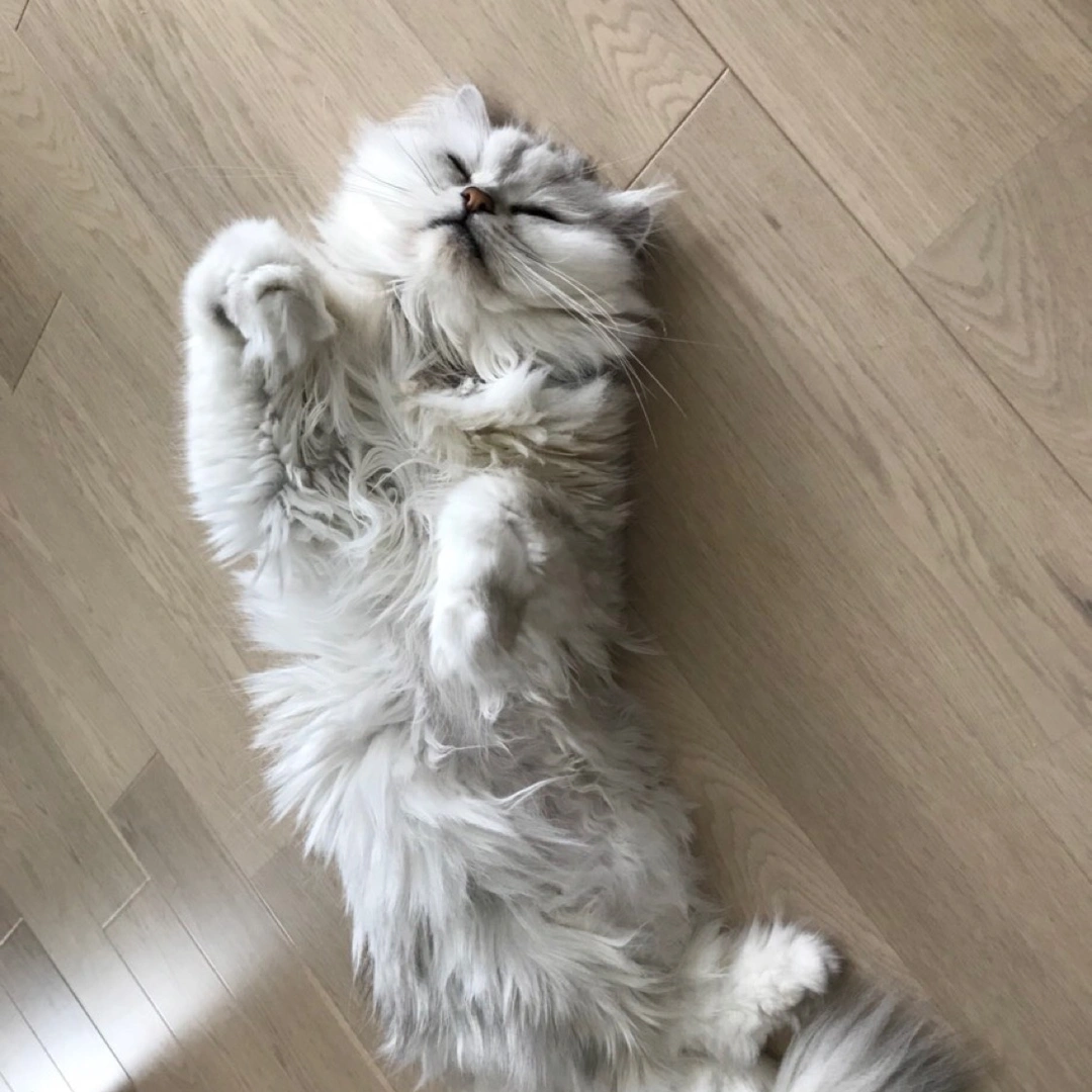 【可愛い】チンチラ猫ちゃんの画像を貼るトピ【美しい】