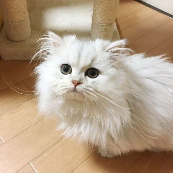 【可愛い】チンチラ猫ちゃんの画像を貼るトピ【美しい】