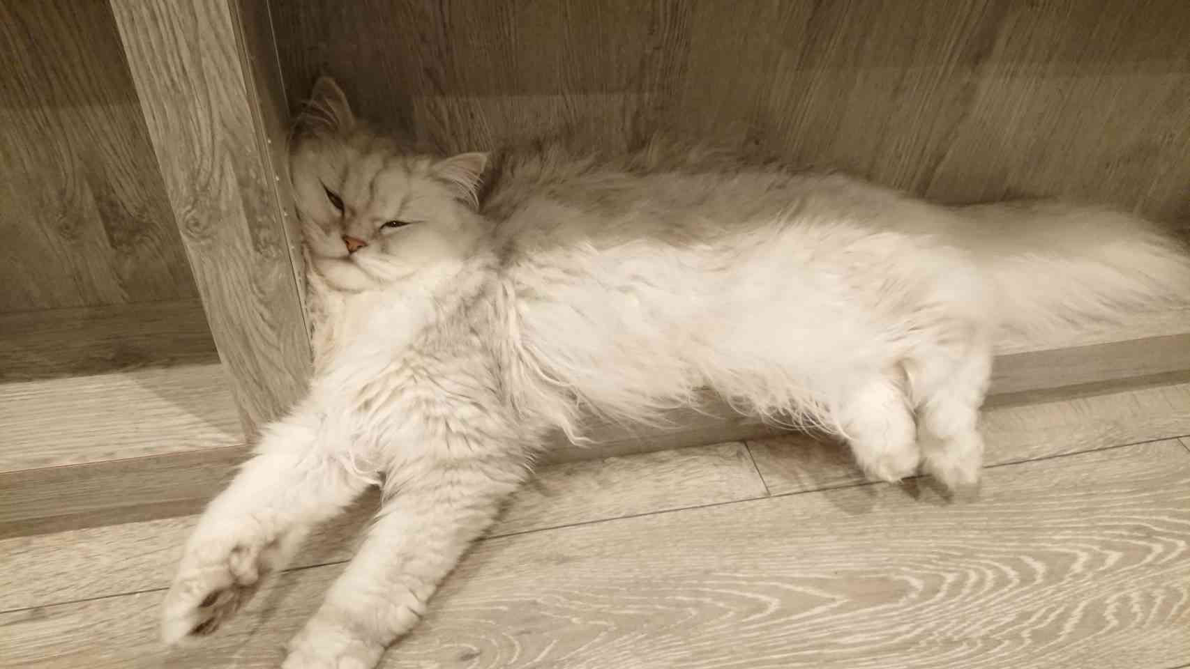 【可愛い】チンチラ猫ちゃんの画像を貼るトピ【美しい】