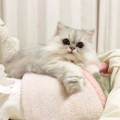 【可愛い】チンチラ猫ちゃんの画像を貼るトピ【美しい】