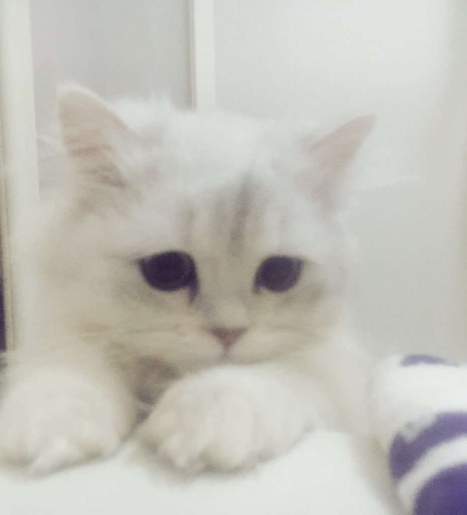 【可愛い】チンチラ猫ちゃんの画像を貼るトピ【美しい】