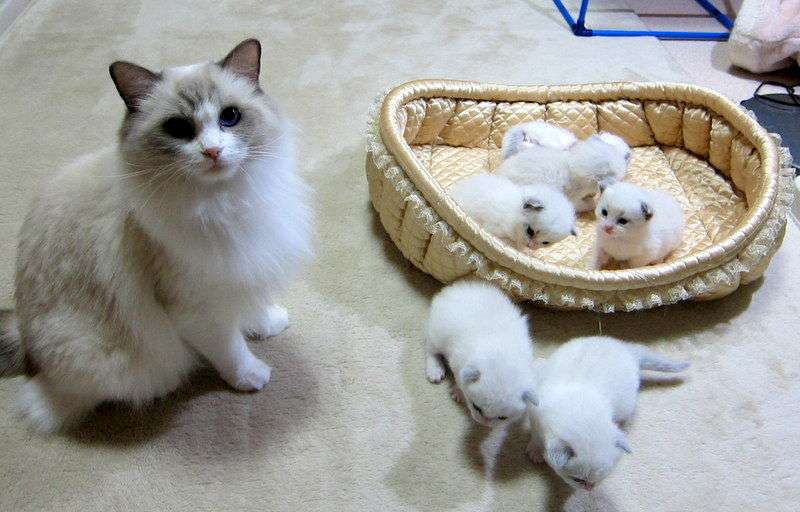 【可愛い】チンチラ猫ちゃんの画像を貼るトピ【美しい】