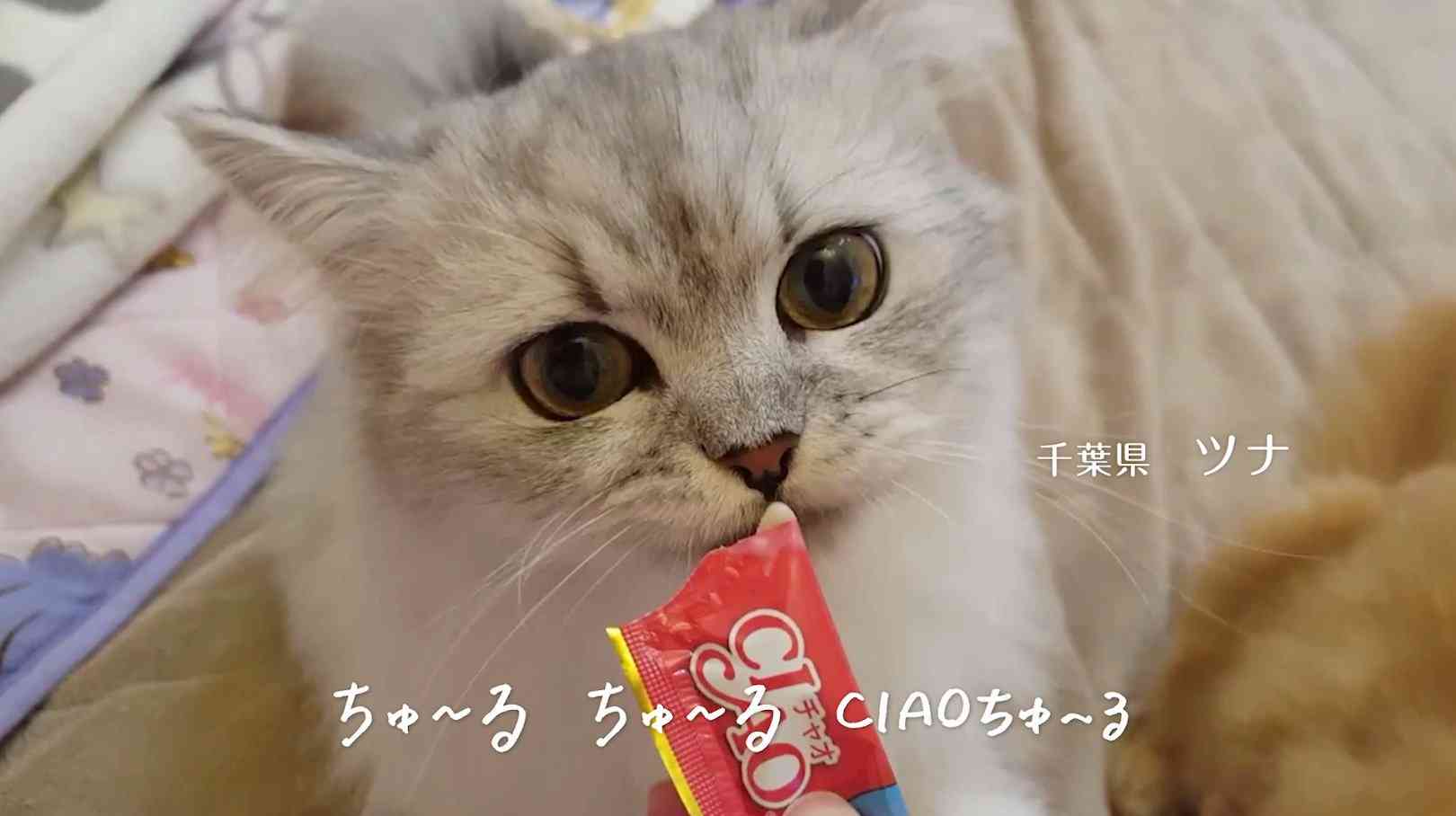 【可愛い】チンチラ猫ちゃんの画像を貼るトピ【美しい】