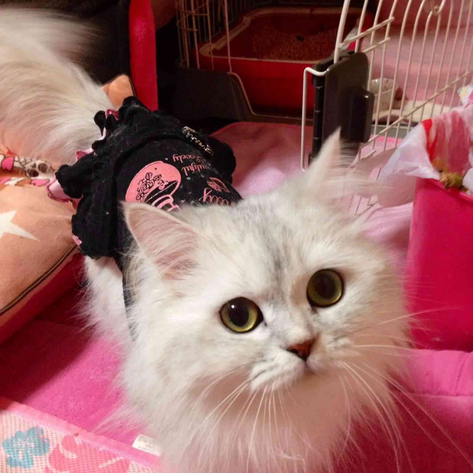 【可愛い】チンチラ猫ちゃんの画像を貼るトピ【美しい】