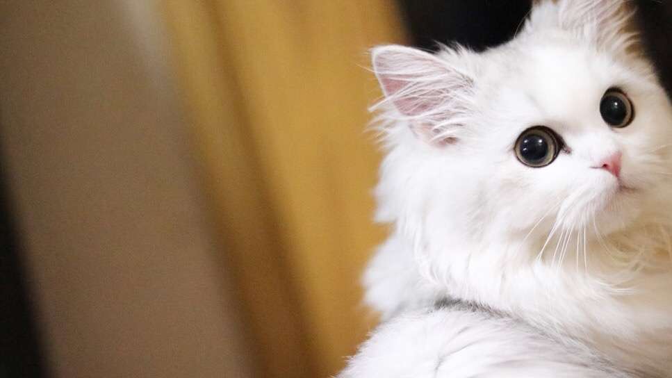 【可愛い】チンチラ猫ちゃんの画像を貼るトピ【美しい】