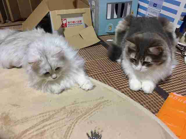 【可愛い】チンチラ猫ちゃんの画像を貼るトピ【美しい】