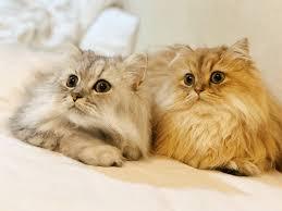 【可愛い】チンチラ猫ちゃんの画像を貼るトピ【美しい】