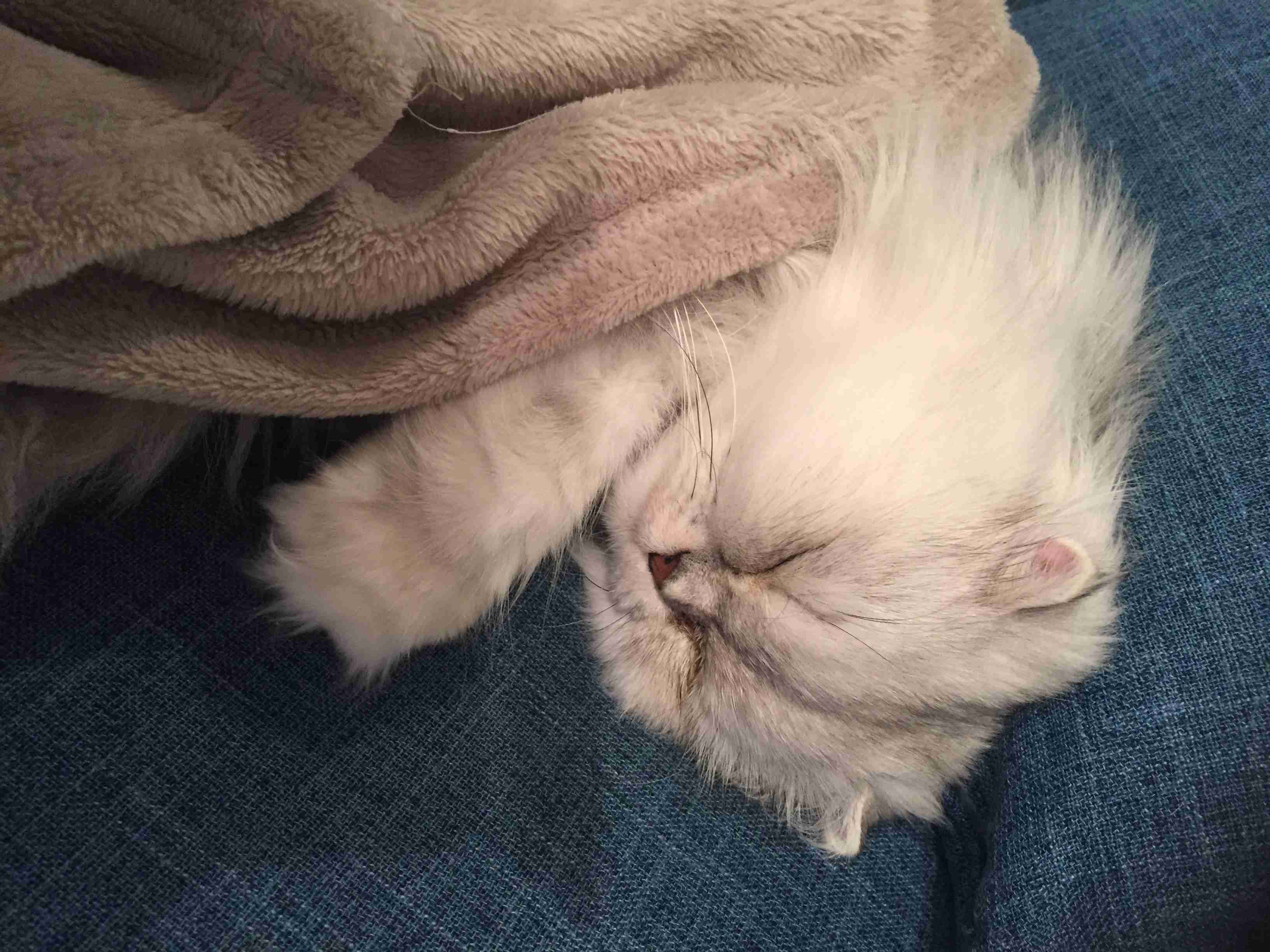 【可愛い】チンチラ猫ちゃんの画像を貼るトピ【美しい】