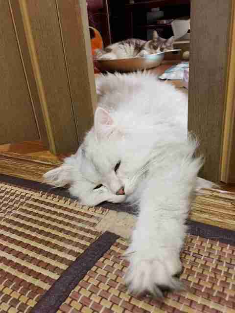 【可愛い】チンチラ猫ちゃんの画像を貼るトピ【美しい】
