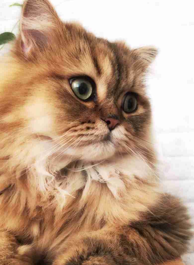 【可愛い】チンチラ猫ちゃんの画像を貼るトピ【美しい】