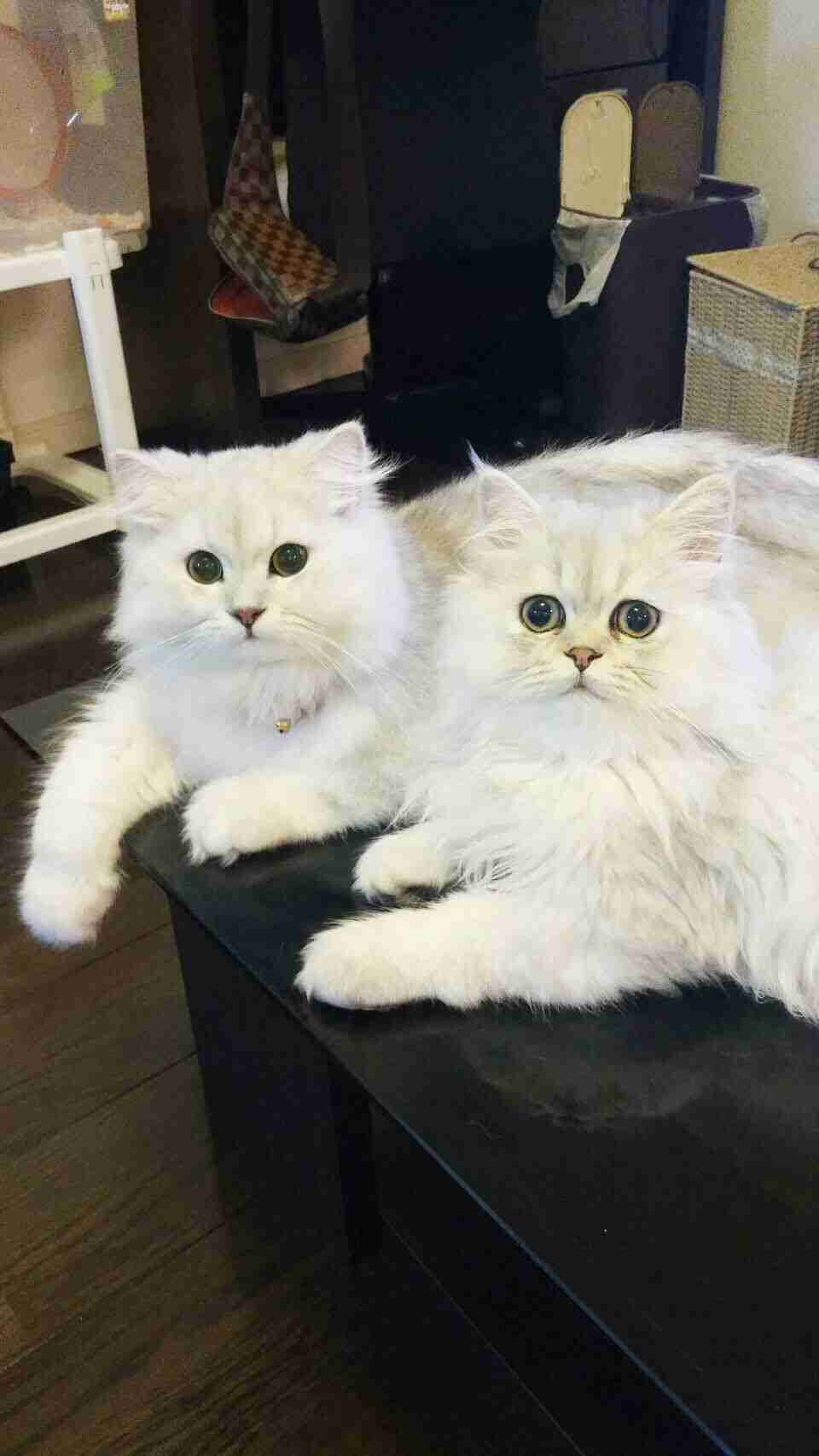 【可愛い】チンチラ猫ちゃんの画像を貼るトピ【美しい】