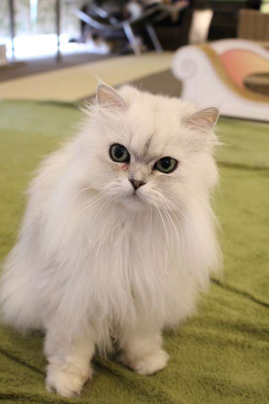 【可愛い】チンチラ猫ちゃんの画像を貼るトピ【美しい】