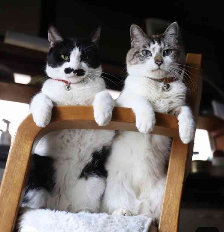猫がどうして可愛いのか真剣に考察するトピ
