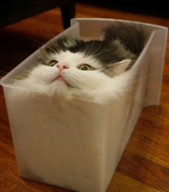 猫がどうして可愛いのか真剣に考察するトピ