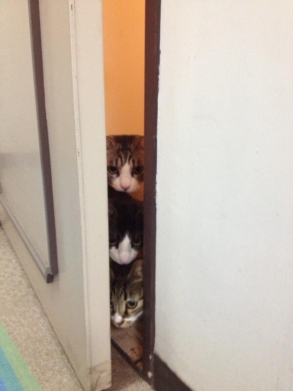 猫がどうして可愛いのか真剣に考察するトピ