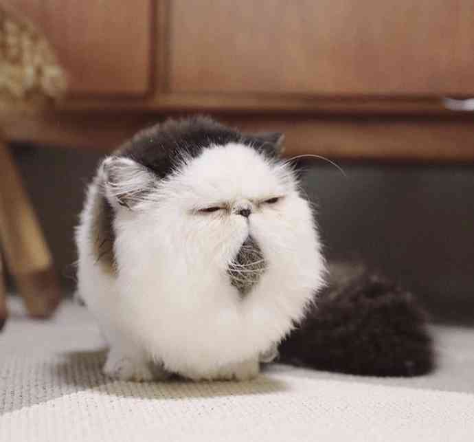 猫がどうして可愛いのか真剣に考察するトピ