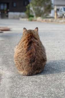 猫がどうして可愛いのか真剣に考察するトピ
