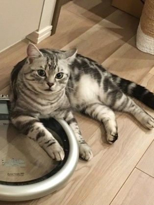 猫がどうして可愛いのか真剣に考察するトピ