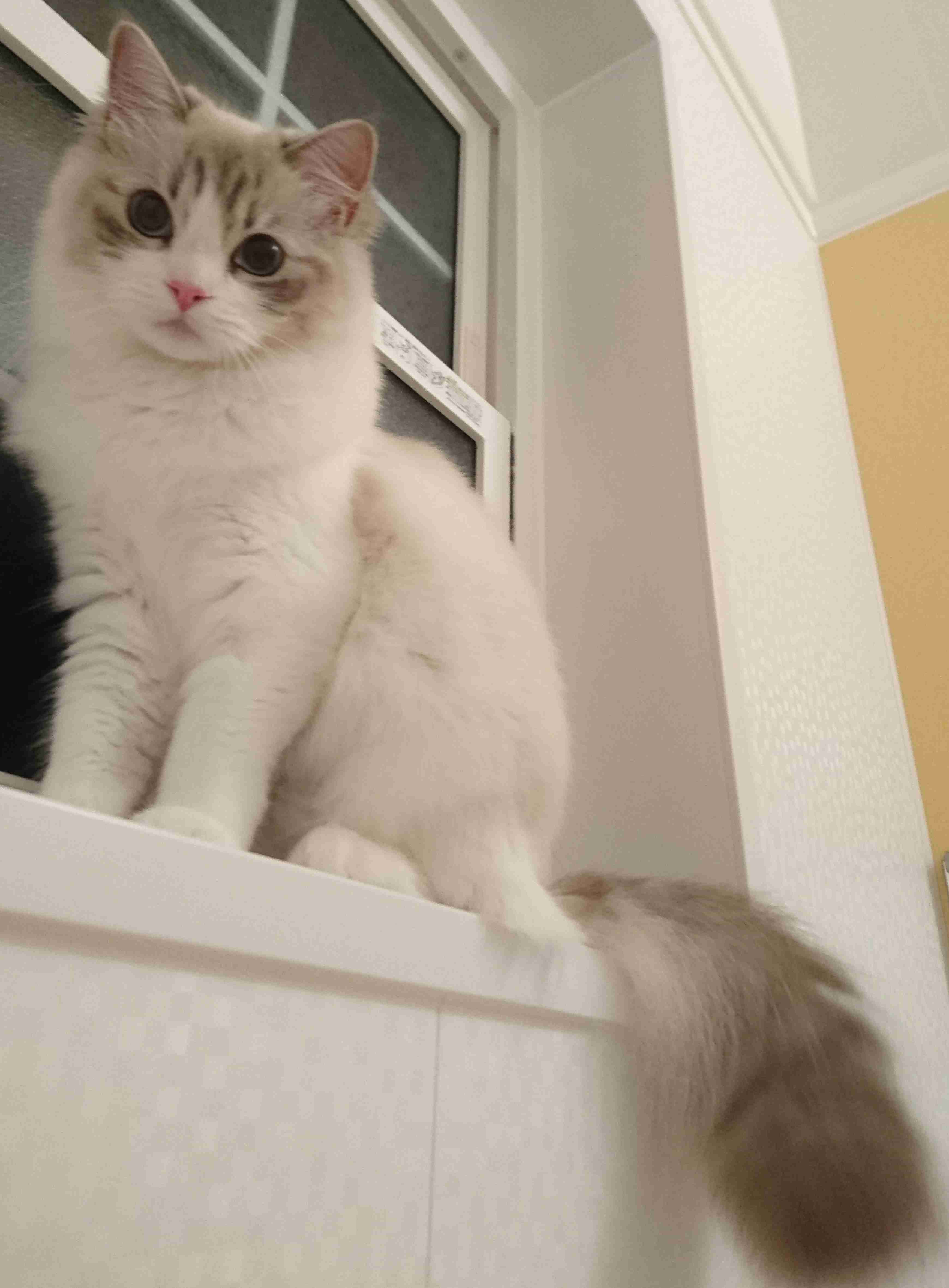 猫がどうして可愛いのか真剣に考察するトピ