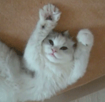 猫がどうして可愛いのか真剣に考察するトピ