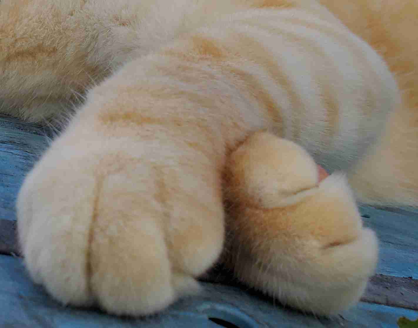 猫がどうして可愛いのか真剣に考察するトピ