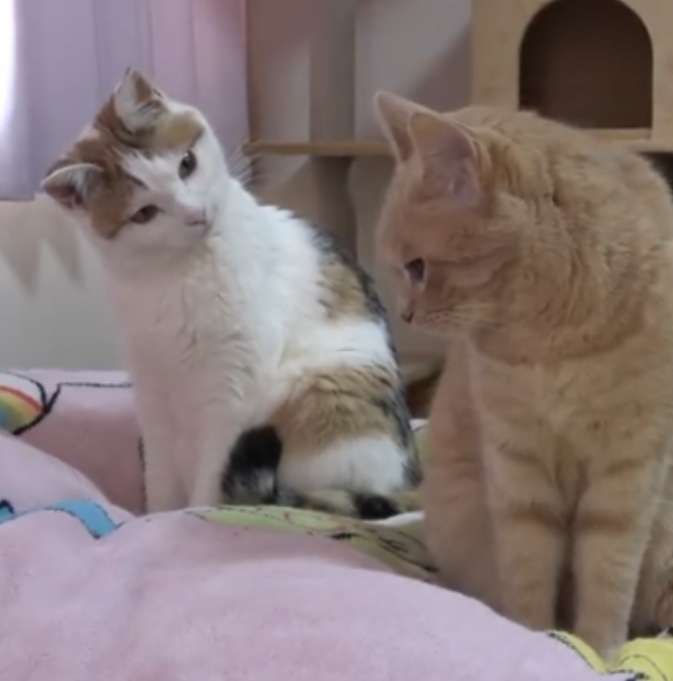 猫がどうして可愛いのか真剣に考察するトピ