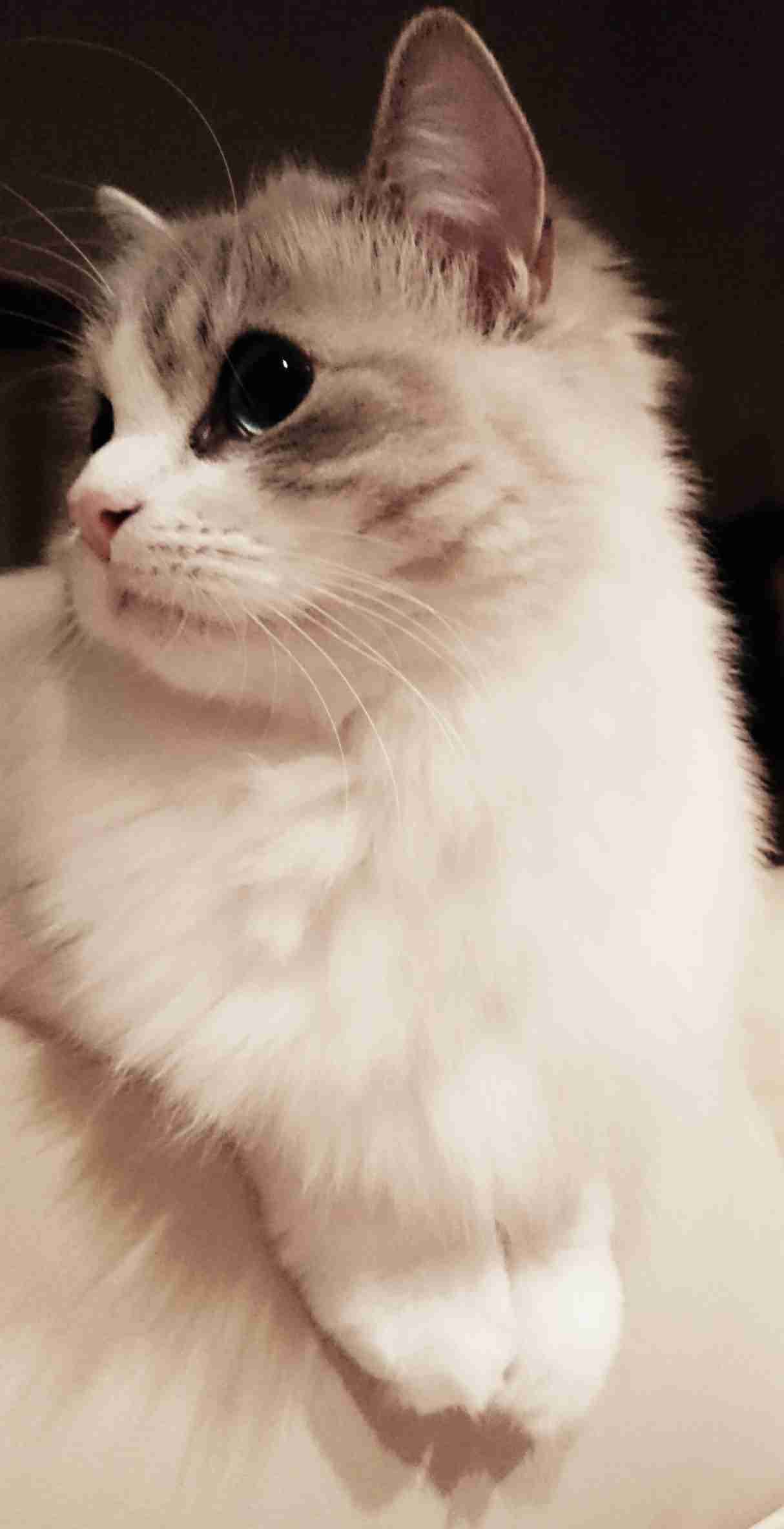 猫がどうして可愛いのか真剣に考察するトピ