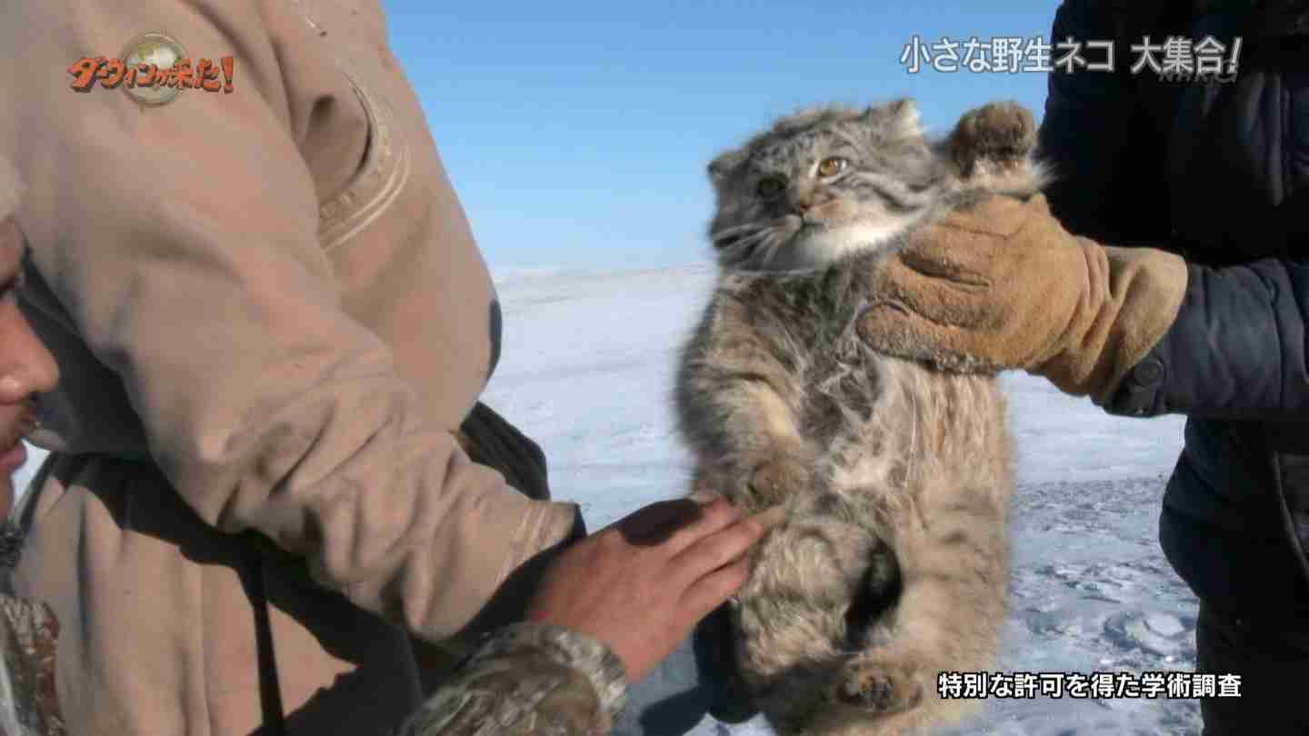 猫がどうして可愛いのか真剣に考察するトピ