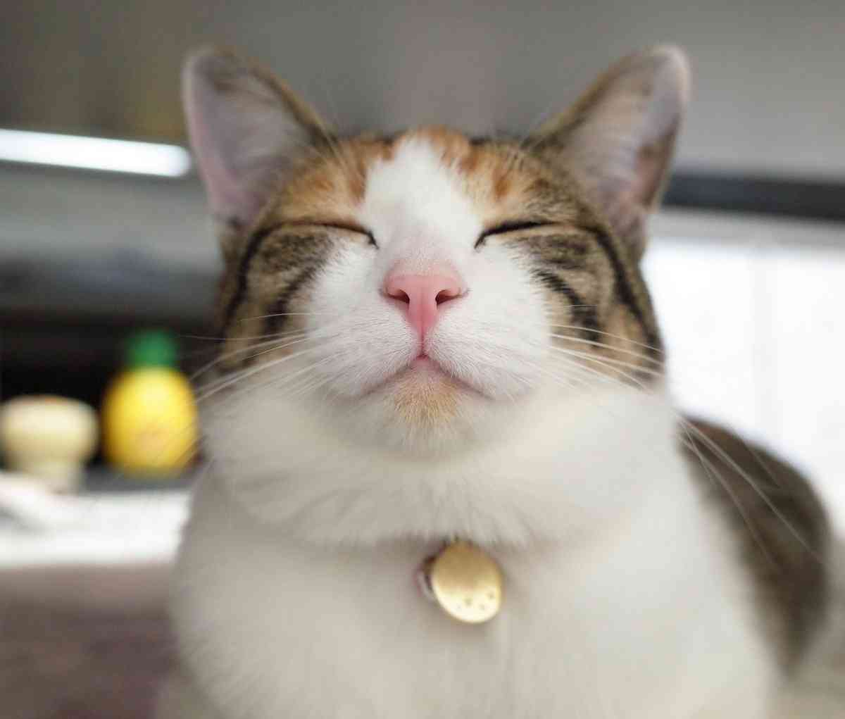 猫がどうして可愛いのか真剣に考察するトピ