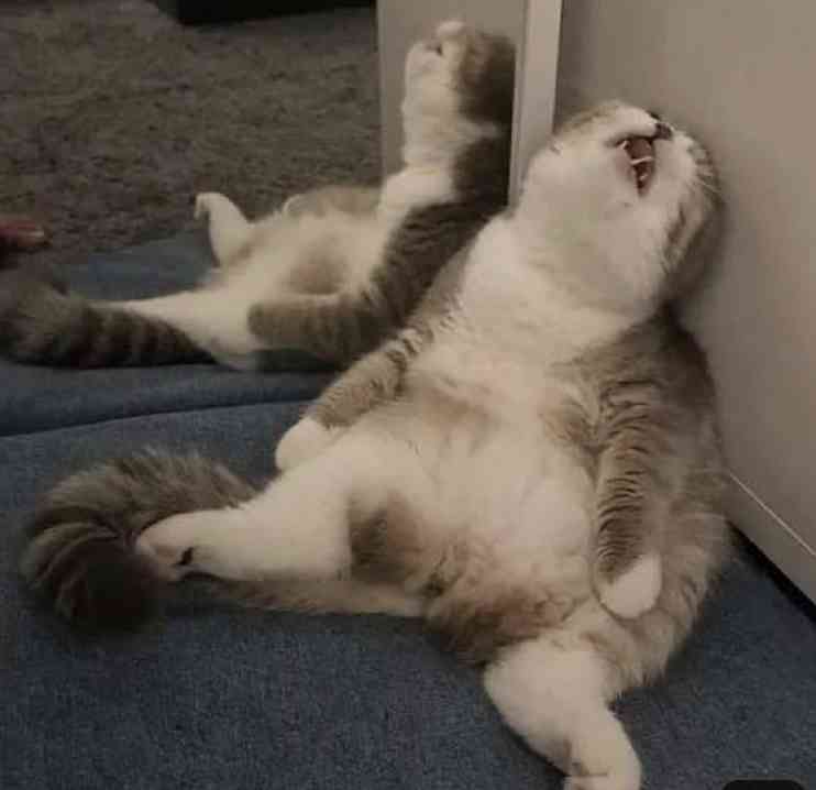 猫がどうして可愛いのか真剣に考察するトピ