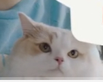 猫がどうして可愛いのか真剣に考察するトピ