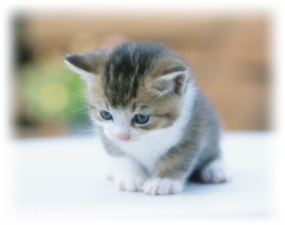 猫がどうして可愛いのか真剣に考察するトピ