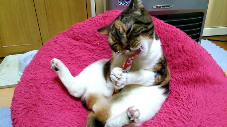 猫がどうして可愛いのか真剣に考察するトピ