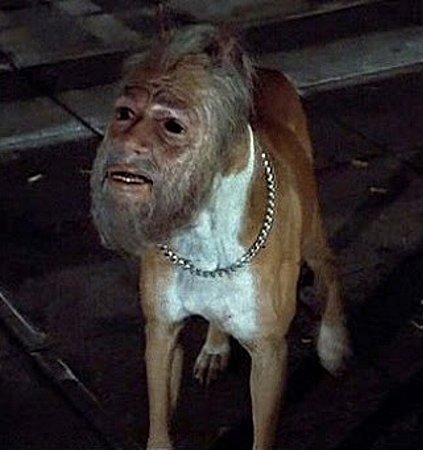 アーモンド形の目を持つ「人間のような顔」をした犬がSNSで人気に（米）