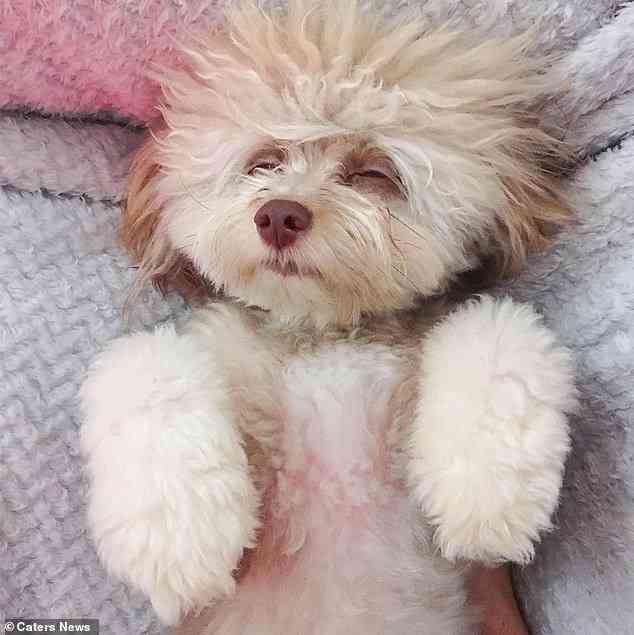 アーモンド形の目を持つ「人間のような顔」をした犬がSNSで人気に（米）