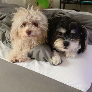 アーモンド形の目を持つ「人間のような顔」をした犬がSNSで人気に（米）