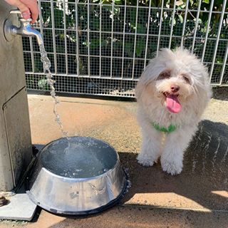 アーモンド形の目を持つ「人間のような顔」をした犬がSNSで人気に（米）