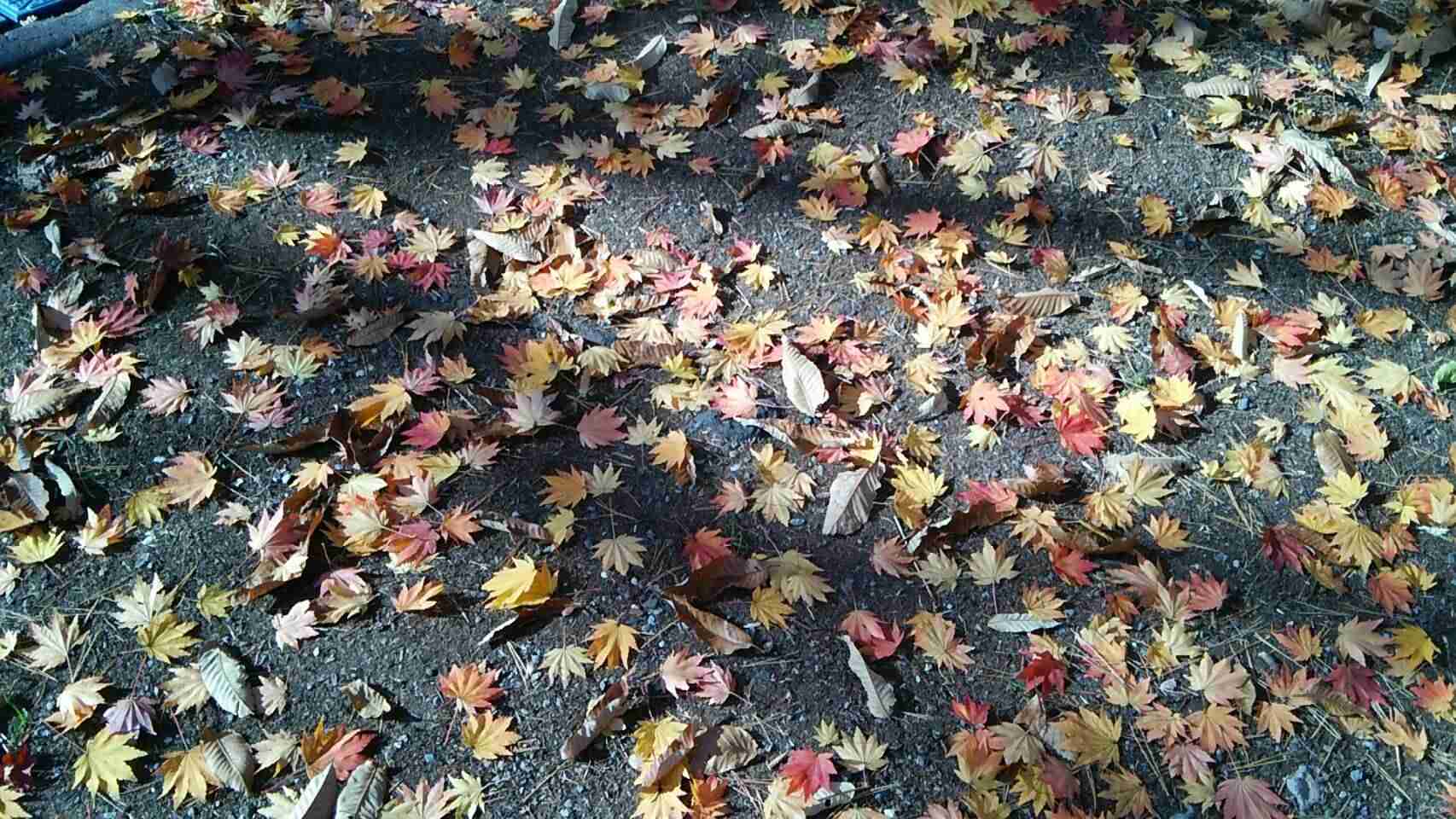 【画像】いろいろな紅葉(こうよう)の集まるトピ