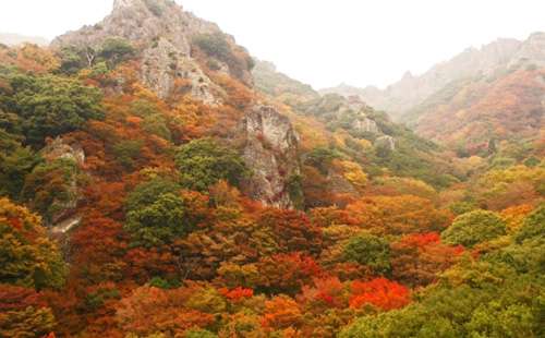 【画像】いろいろな紅葉(こうよう)の集まるトピ