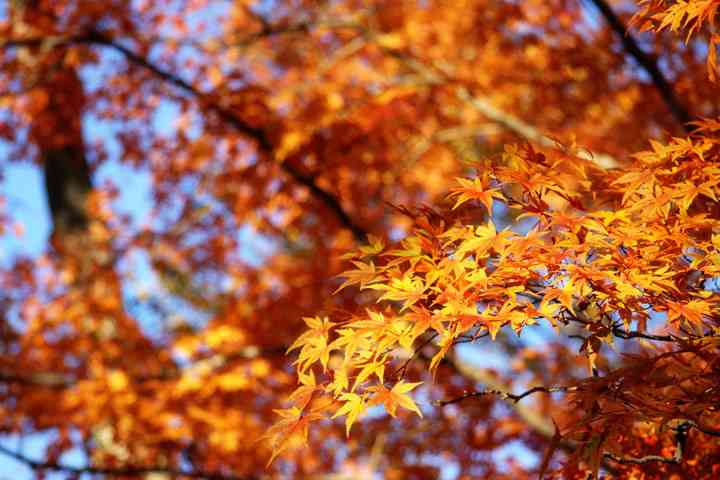 【画像】いろいろな紅葉(こうよう)の集まるトピ