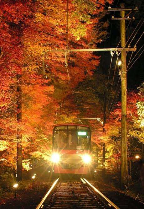 【画像】いろいろな紅葉(こうよう)の集まるトピ