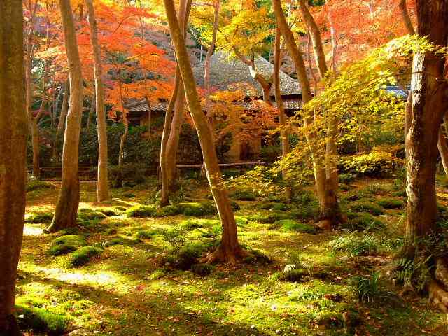 【画像】いろいろな紅葉(こうよう)の集まるトピ