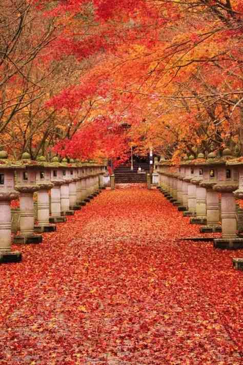 【画像】いろいろな紅葉(こうよう)の集まるトピ