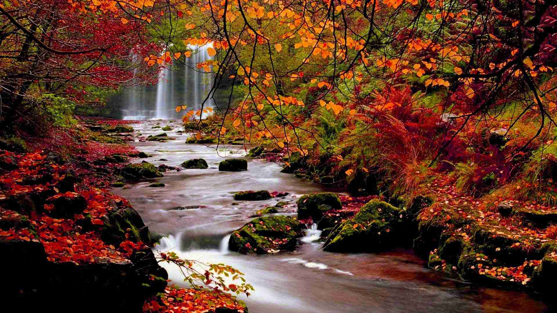 【画像】いろいろな紅葉(こうよう)の集まるトピ