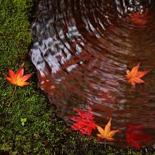【画像】いろいろな紅葉(こうよう)の集まるトピ